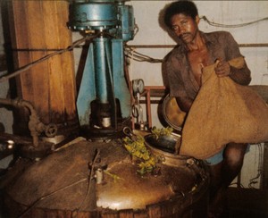 Click to zoom Ylang Ylang distillation process step 1